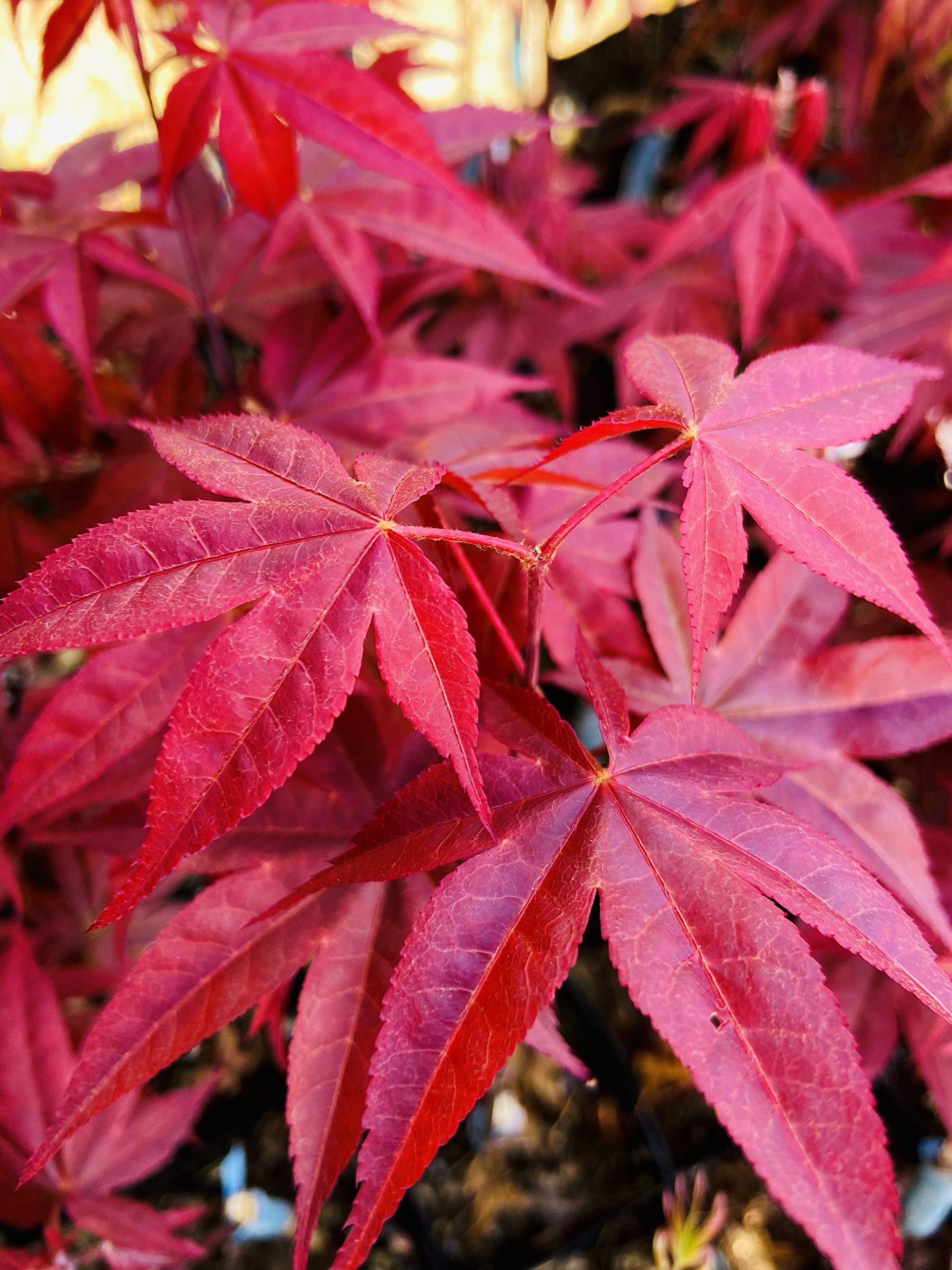 Amazon.com: 羅德島紅日本楓樹2 - 年活植物: 露臺、草皮與花園